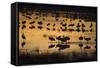 Sandhill Cranes in Lake at Dawn-DLILLC-Framed Stretched Canvas