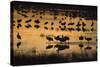 Sandhill Cranes in Lake at Dawn-DLILLC-Stretched Canvas