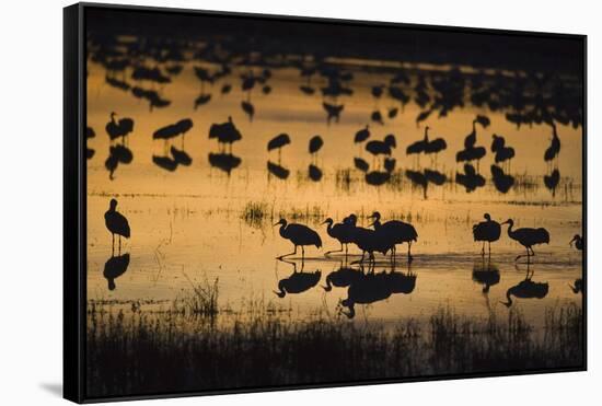 Sandhill Cranes in Lake at Dawn-DLILLC-Framed Stretched Canvas