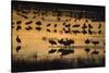 Sandhill Cranes in Lake at Dawn-DLILLC-Stretched Canvas