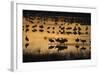 Sandhill Cranes in Lake at Dawn-DLILLC-Framed Photographic Print