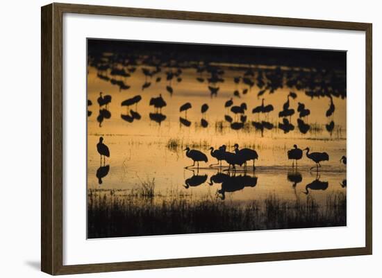 Sandhill Cranes in Lake at Dawn-DLILLC-Framed Photographic Print