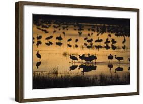 Sandhill Cranes in Lake at Dawn-DLILLC-Framed Photographic Print