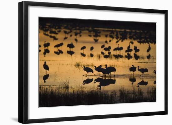 Sandhill Cranes in Lake at Dawn-DLILLC-Framed Photographic Print