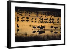 Sandhill Cranes in Lake at Dawn-DLILLC-Framed Photographic Print