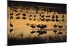 Sandhill Cranes in Lake at Dawn-DLILLC-Mounted Photographic Print