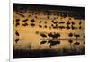 Sandhill Cranes in Lake at Dawn-DLILLC-Framed Photographic Print