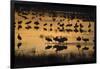 Sandhill Cranes in Lake at Dawn-DLILLC-Framed Photographic Print