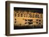 Sandhill Cranes in Lake at Dawn-DLILLC-Framed Photographic Print