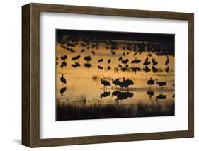 Sandhill Cranes in Lake at Dawn-DLILLC-Framed Photographic Print