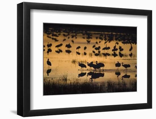 Sandhill Cranes in Lake at Dawn-DLILLC-Framed Photographic Print