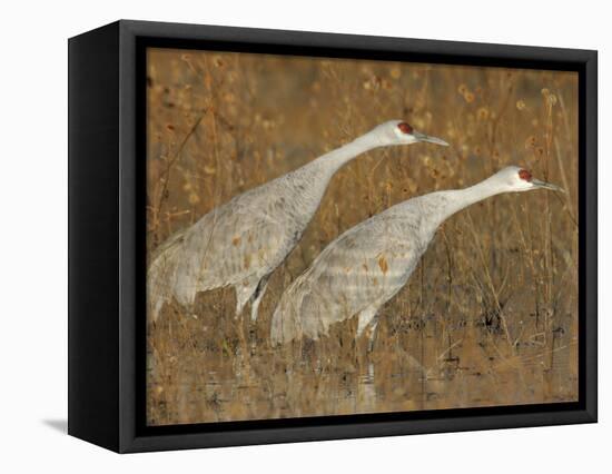 Sandhill Cranes in Marsh Prepare for Takeoff, Bosque Del Apache National Wildlife Reserve-Arthur Morris-Framed Stretched Canvas