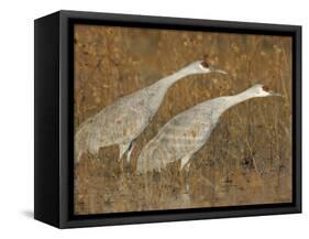 Sandhill Cranes in Marsh Prepare for Takeoff, Bosque Del Apache National Wildlife Reserve-Arthur Morris-Framed Stretched Canvas