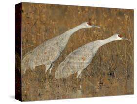 Sandhill Cranes in Marsh Prepare for Takeoff, Bosque Del Apache National Wildlife Reserve-Arthur Morris-Stretched Canvas