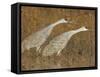 Sandhill Cranes in Marsh Prepare for Takeoff, Bosque Del Apache National Wildlife Reserve-Arthur Morris-Framed Stretched Canvas