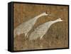 Sandhill Cranes in Marsh Prepare for Takeoff, Bosque Del Apache National Wildlife Reserve-Arthur Morris-Framed Stretched Canvas