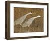 Sandhill Cranes in Marsh Prepare for Takeoff, Bosque Del Apache National Wildlife Reserve-Arthur Morris-Framed Photographic Print