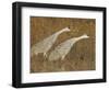 Sandhill Cranes in Marsh Prepare for Takeoff, Bosque Del Apache National Wildlife Reserve-Arthur Morris-Framed Photographic Print