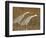 Sandhill Cranes in Marsh Prepare for Takeoff, Bosque Del Apache National Wildlife Reserve-Arthur Morris-Framed Photographic Print