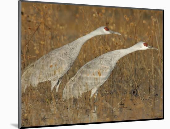 Sandhill Cranes in Marsh Prepare for Takeoff, Bosque Del Apache National Wildlife Reserve-Arthur Morris-Mounted Photographic Print