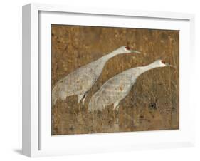 Sandhill Cranes in Marsh Prepare for Takeoff, Bosque Del Apache National Wildlife Reserve-Arthur Morris-Framed Photographic Print