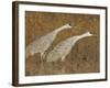 Sandhill Cranes in Marsh Prepare for Takeoff, Bosque Del Apache National Wildlife Reserve-Arthur Morris-Framed Photographic Print