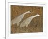 Sandhill Cranes in Marsh Prepare for Takeoff, Bosque Del Apache National Wildlife Reserve-Arthur Morris-Framed Photographic Print