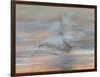 Sandhill Cranes in motion Bosque del Apache NWR, New Mexico-Maresa Pryor-Framed Photographic Print