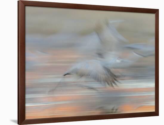 Sandhill Cranes in motion Bosque del Apache NWR, New Mexico-Maresa Pryor-Framed Photographic Print