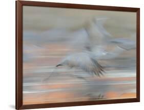 Sandhill Cranes in motion Bosque del Apache NWR, New Mexico-Maresa Pryor-Framed Photographic Print