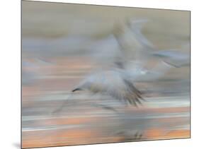 Sandhill Cranes in motion Bosque del Apache NWR, New Mexico-Maresa Pryor-Mounted Photographic Print