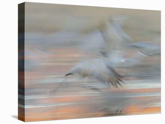 Sandhill Cranes in motion Bosque del Apache NWR, New Mexico-Maresa Pryor-Stretched Canvas