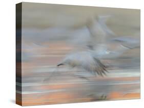 Sandhill Cranes in motion Bosque del Apache NWR, New Mexico-Maresa Pryor-Stretched Canvas