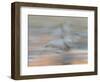 Sandhill Cranes in motion Bosque del Apache NWR, New Mexico-Maresa Pryor-Framed Photographic Print