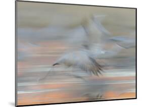 Sandhill Cranes in motion Bosque del Apache NWR, New Mexico-Maresa Pryor-Mounted Photographic Print