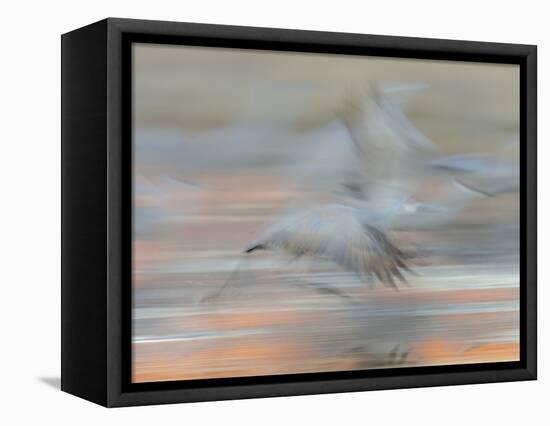 Sandhill Cranes in motion Bosque del Apache NWR, New Mexico-Maresa Pryor-Framed Stretched Canvas