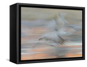 Sandhill Cranes in motion Bosque del Apache NWR, New Mexico-Maresa Pryor-Framed Stretched Canvas