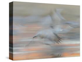 Sandhill Cranes in motion Bosque del Apache NWR, New Mexico-Maresa Pryor-Stretched Canvas