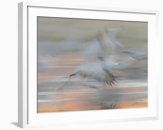 Sandhill Cranes in motion Bosque del Apache NWR, New Mexico-Maresa Pryor-Framed Photographic Print