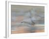 Sandhill Cranes in motion Bosque del Apache NWR, New Mexico-Maresa Pryor-Framed Photographic Print