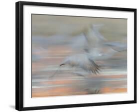 Sandhill Cranes in motion Bosque del Apache NWR, New Mexico-Maresa Pryor-Framed Photographic Print