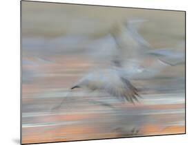 Sandhill Cranes in motion Bosque del Apache NWR, New Mexico-Maresa Pryor-Mounted Photographic Print