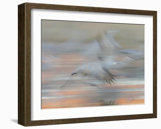 Sandhill Cranes in motion Bosque del Apache NWR, New Mexico-Maresa Pryor-Framed Premium Photographic Print