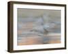 Sandhill Cranes in motion Bosque del Apache NWR, New Mexico-Maresa Pryor-Framed Premium Photographic Print