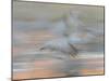 Sandhill Cranes in motion Bosque del Apache NWR, New Mexico-Maresa Pryor-Mounted Premium Photographic Print