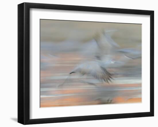 Sandhill Cranes in motion Bosque del Apache NWR, New Mexico-Maresa Pryor-Framed Photographic Print