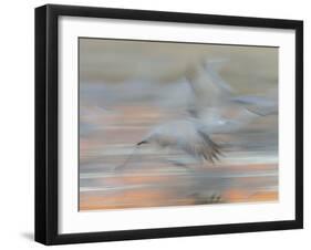 Sandhill Cranes in motion Bosque del Apache NWR, New Mexico-Maresa Pryor-Framed Photographic Print