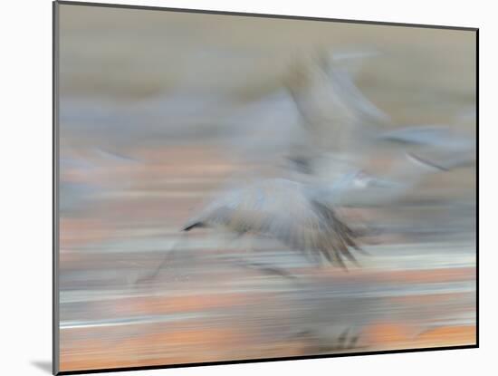 Sandhill Cranes in motion Bosque del Apache NWR, New Mexico-Maresa Pryor-Mounted Photographic Print