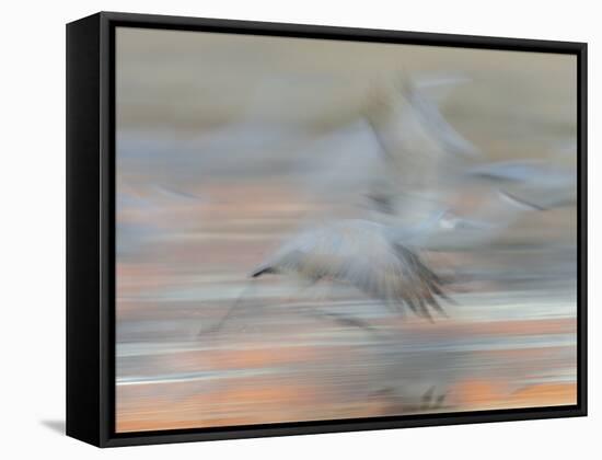 Sandhill Cranes in motion Bosque del Apache NWR, New Mexico-Maresa Pryor-Framed Stretched Canvas