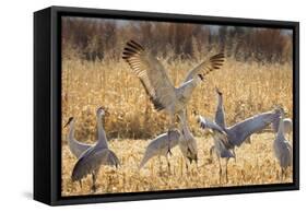 Sandhill Cranes in the Corn Fields, Bosque Del Apache National Wildlife Refuge-Maresa Pryor-Framed Stretched Canvas